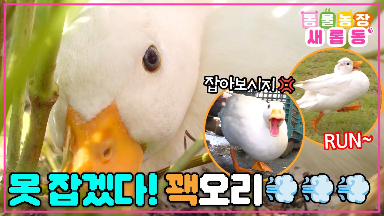 [#새롭동물농장] 매일 대체 어디를 가는지 오리무중🤔 자꾸만 사라지는 수상한 오리 네이의 무한 방탈출🦢💨 / EP.1185 #TV동물농장 #AnimalFarm #SBSstory