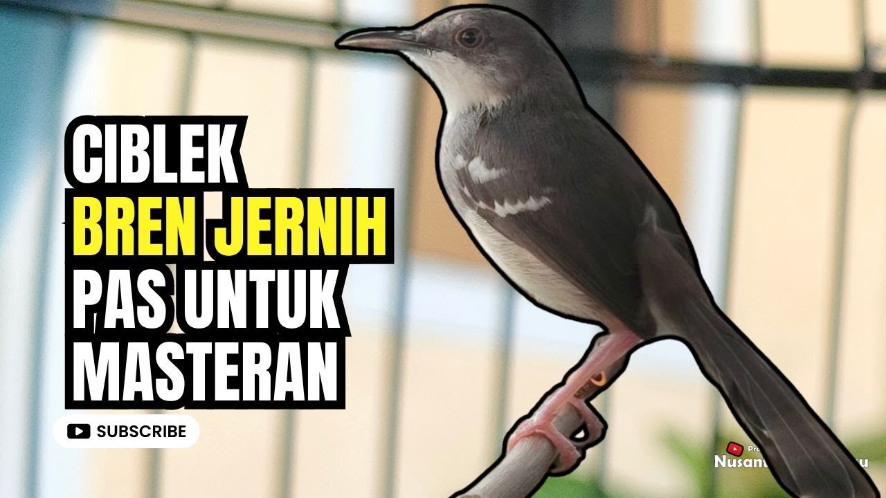 Ciblek Kristal Bren Untuk Masteran Suara Jernih
