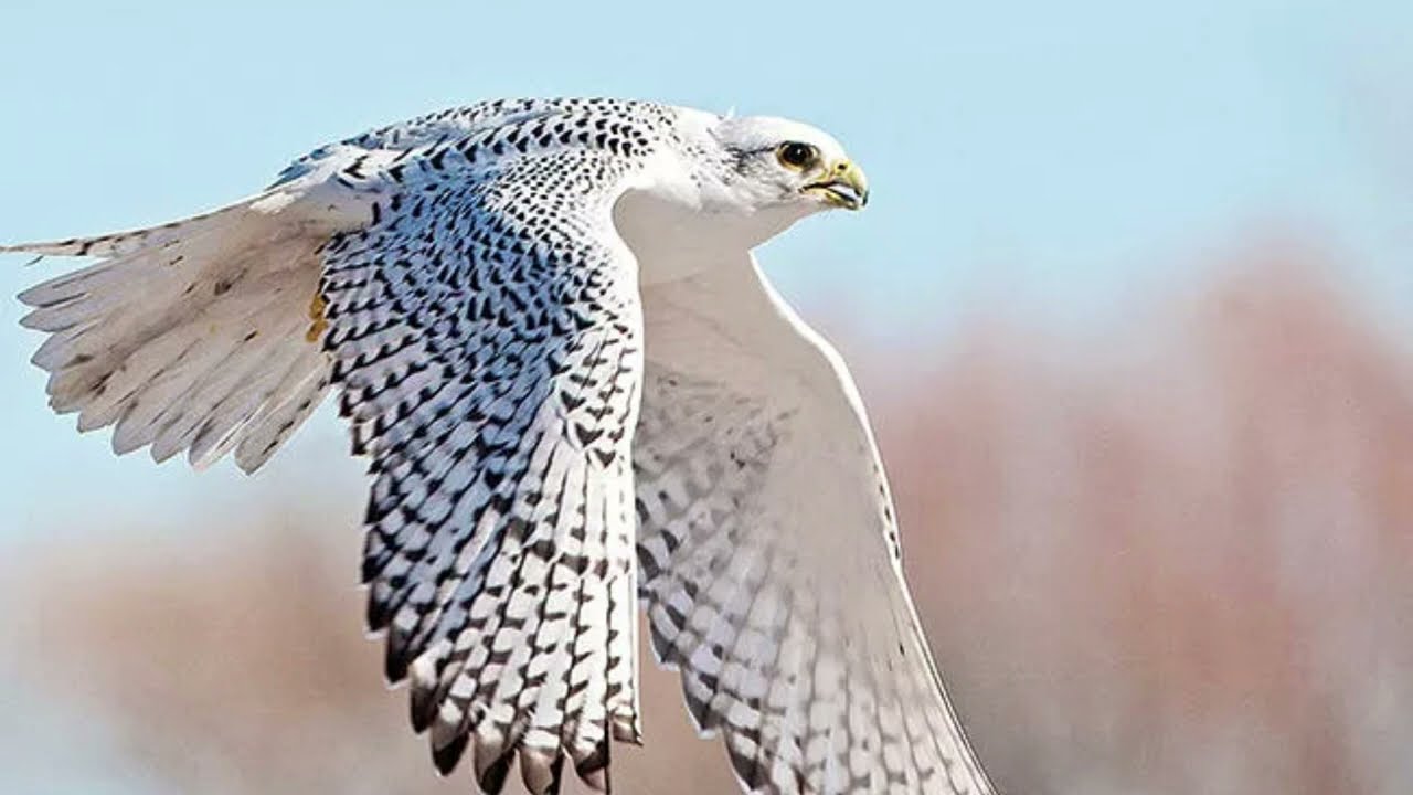 How many types of falcons are there? How many eggs do falcons lay? How fast does a falcon fly?