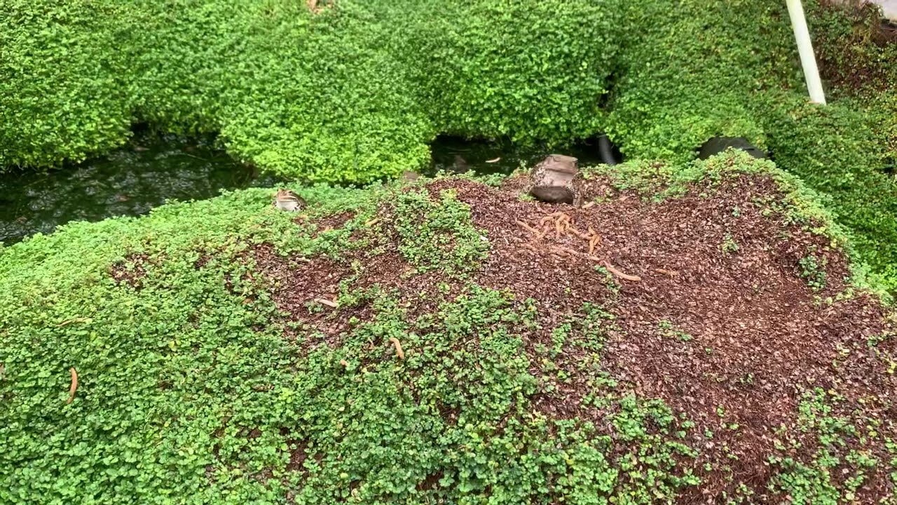 FEEDING AMPHIBIANS IN THE OUTDOOR GREENHOUSE