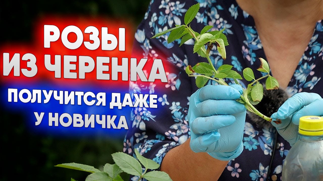 Розы из черенка  -  получится даже у новичка