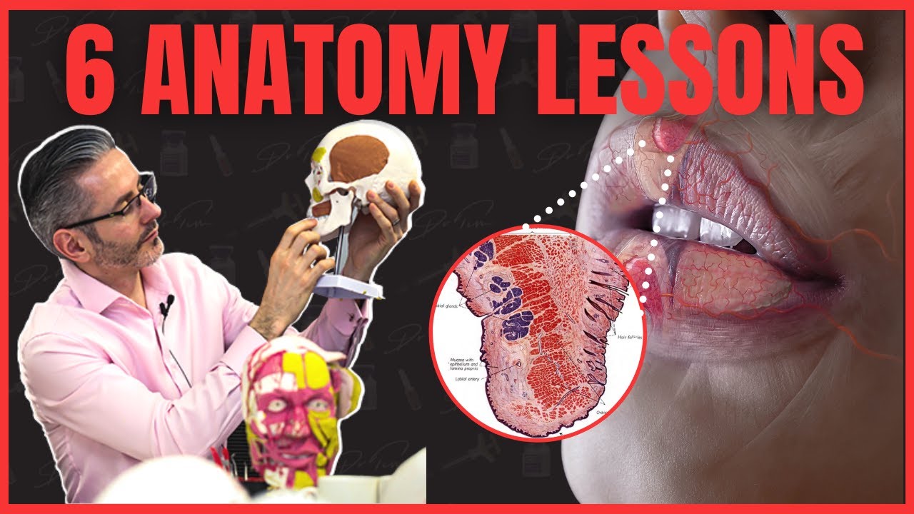 Top 6 Aesthetics Anatomy Lessons