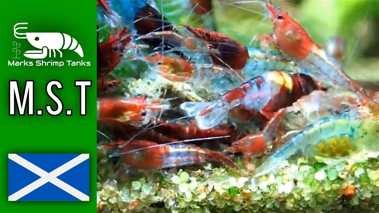 Blue Rilis Shrimp: From Single Pair to Full Colony