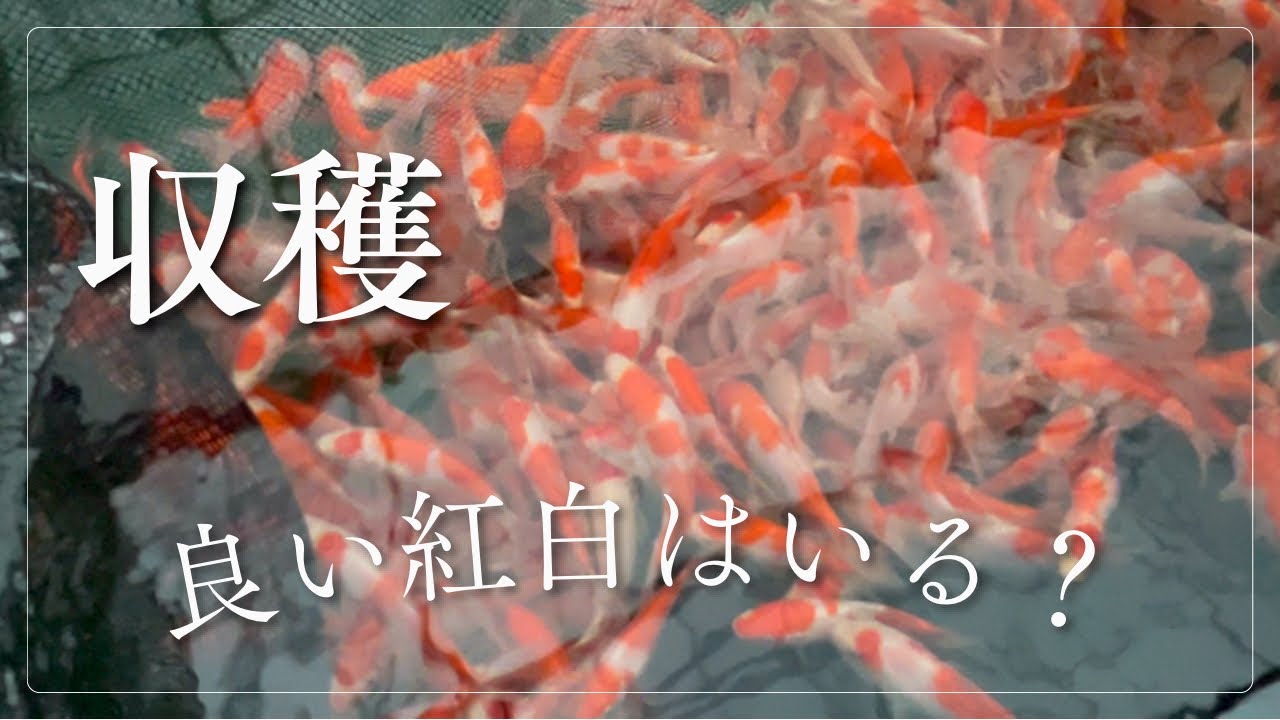 【沼揚げ】紅白がたくさん#塩田養鯉場#koifish #koi