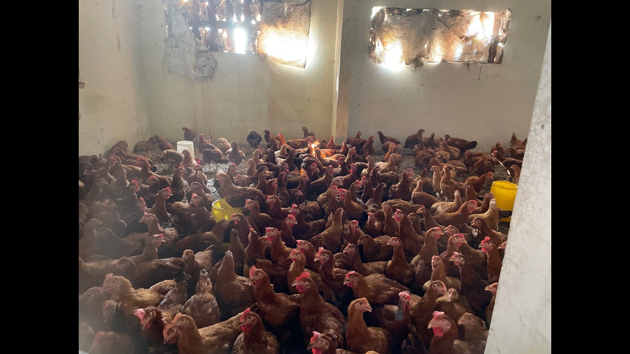 Les éleveurs locaux de Kinshasa menacés par l’importation de viande surgelée