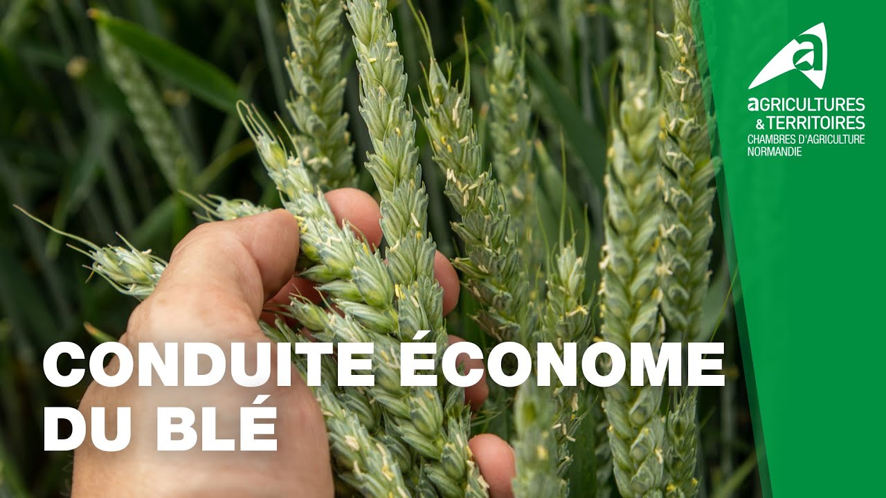 Réduction des produits phytos : La conduite économe du blé