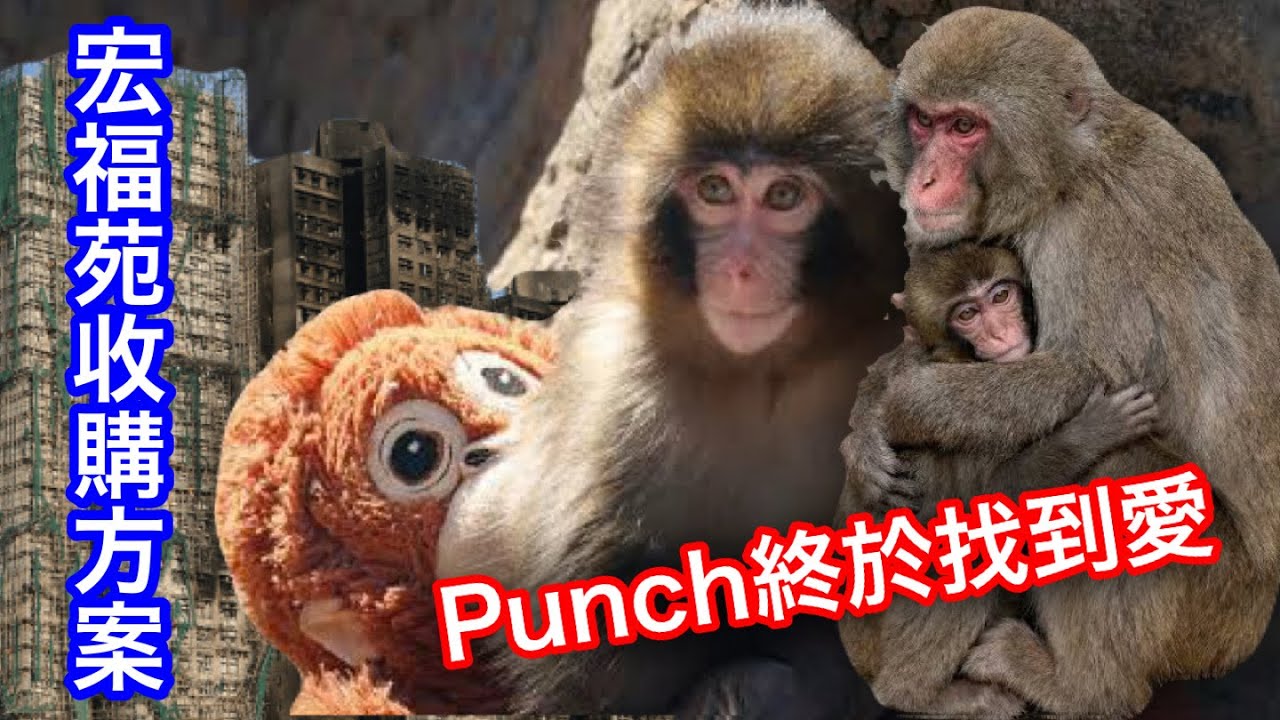 260223【鴻綠燈】EP1227潘焯鴻 | Punch終於找到愛 | 宏福苑長遠安置方案 | 收購呎價 維修基金 老人福利 保險賠償
