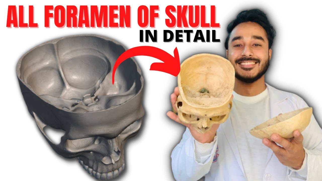 all foramen of skull anatomy | skull foramen anatomy | skull foramina anatomy