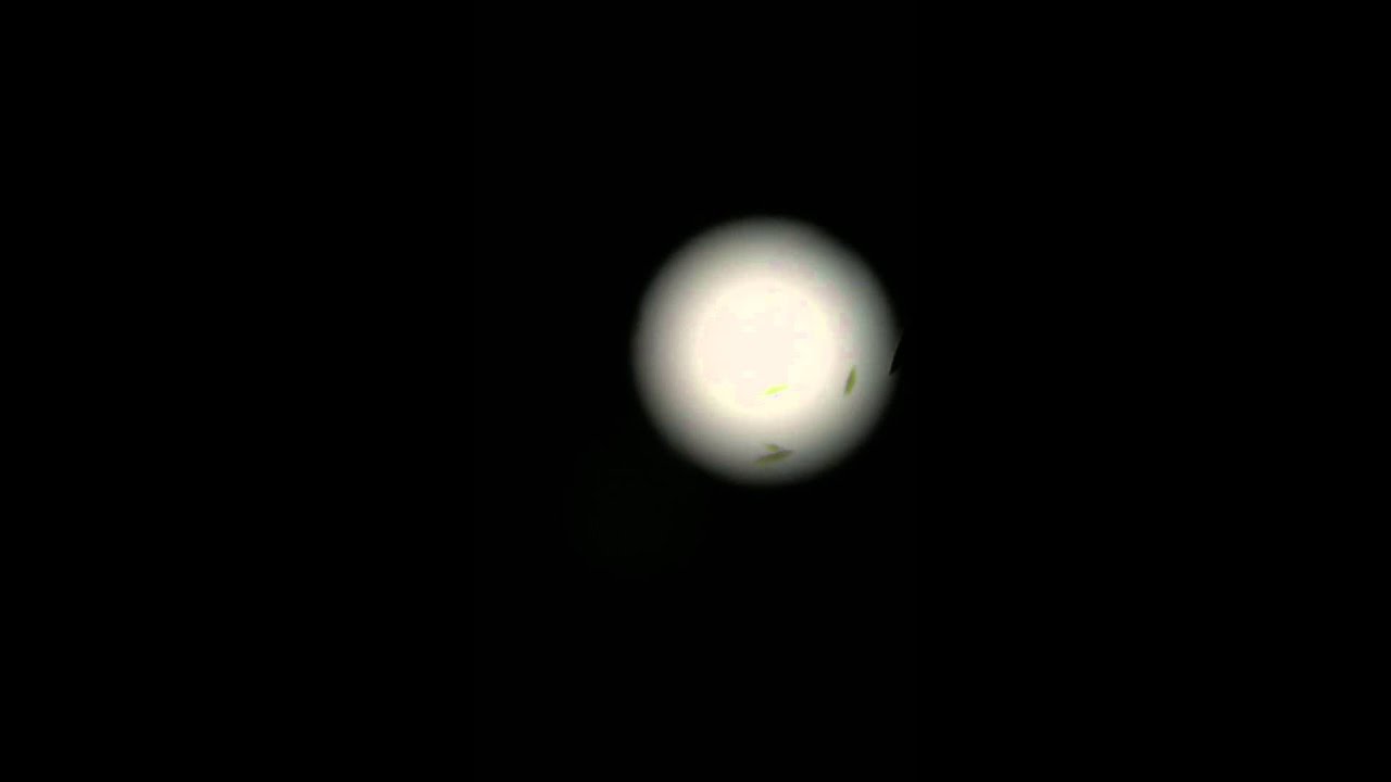 euglena moving