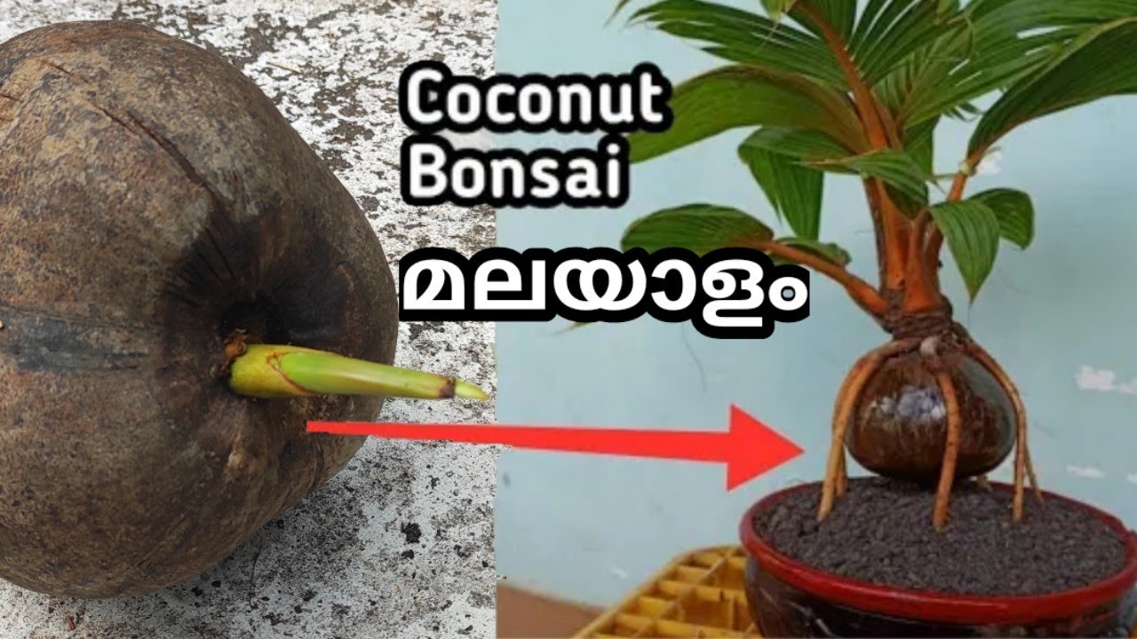 How to make coconut bonsai | coconut bonsai malayalam | easy way to make bonsai coconut | bonsaikera