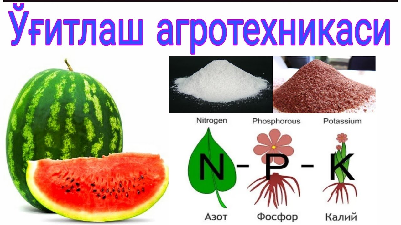 Тарвузни озиқлантириш хақида агромаслахатлар №3