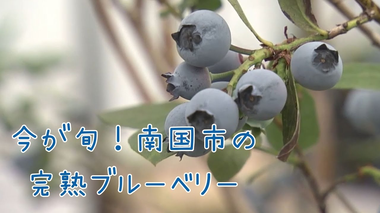 「今が旬！完熟ブルーベリー 全国から注文が入る南国市のひらやま農園 ブルーベリー大福も人気」2025/6/6放送
