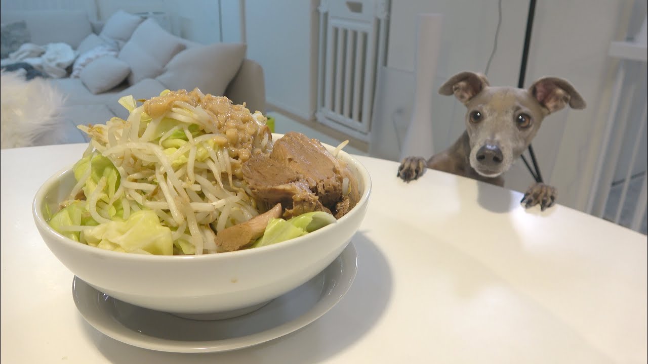 犬も一緒に食べられるラーメン作ってみたwww【イタグレ】