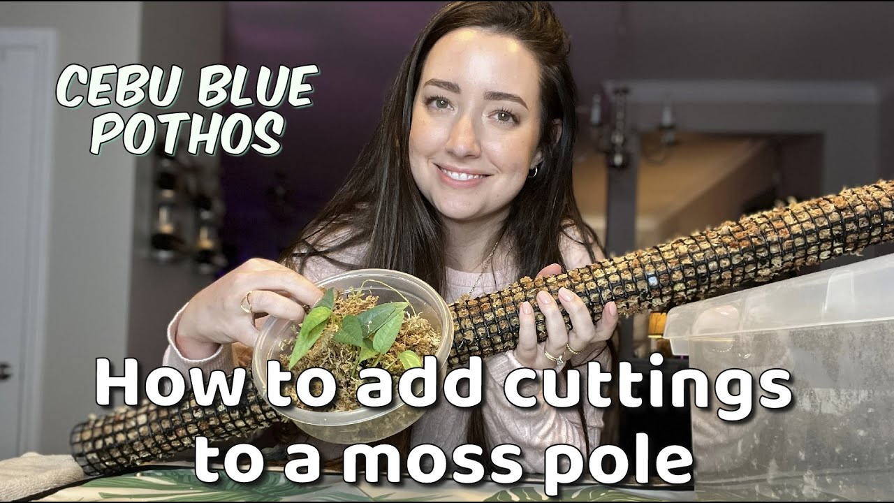 How to add a plant to a MOSS POLE | TIPS and TRICKS!