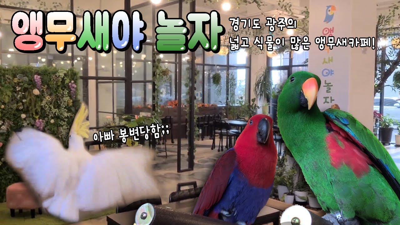 [지구젤리/앵카] 앵무새야 놀자에서 신나게 놀고 왔어요!