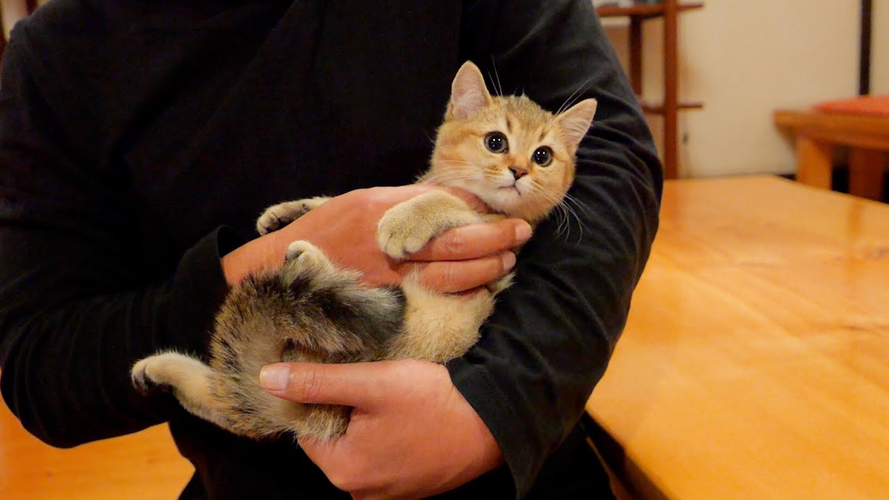 Котенок Котэцу покидает гнездо.