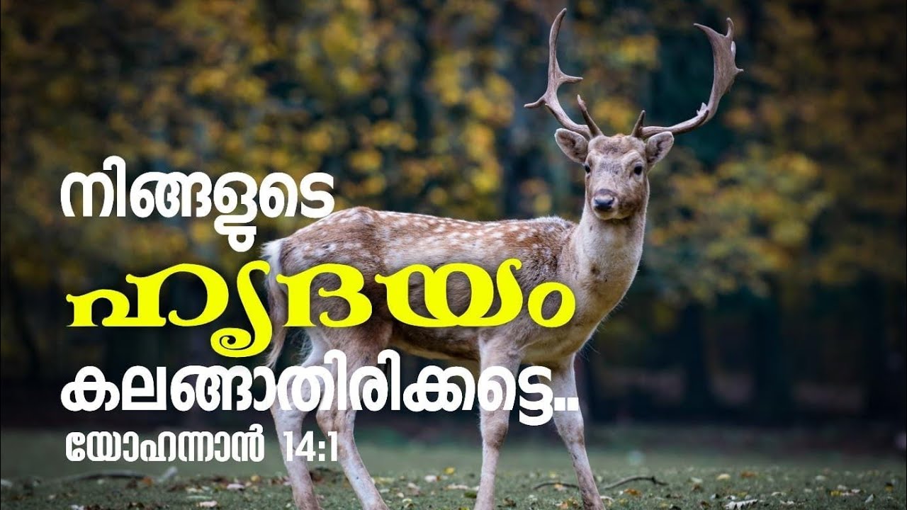 നിങ്ങളുടെ ഹൃദയം കലങ്ങാതിരിക്കട്ടെ | Let Not Your Heart Be Troubled | John 14:1 | Malayalam Message