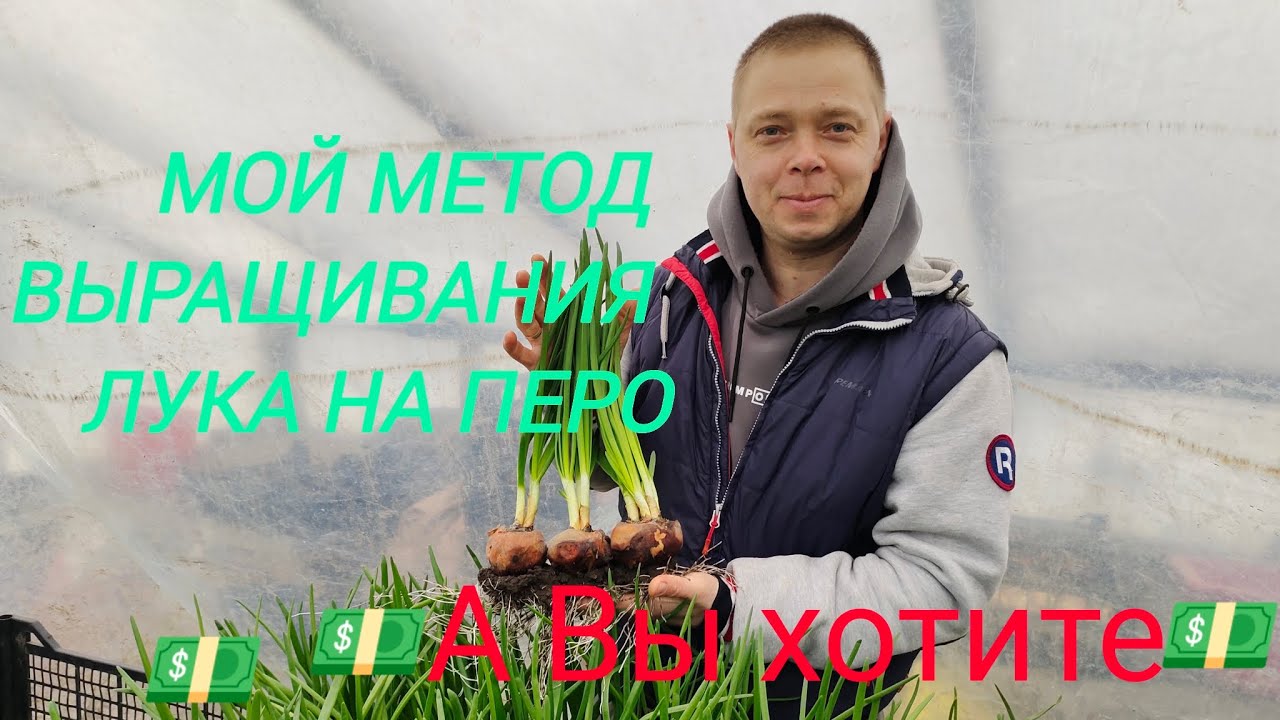 Решили заработать денег 💵 посадили лук на перо к новому году 🌲