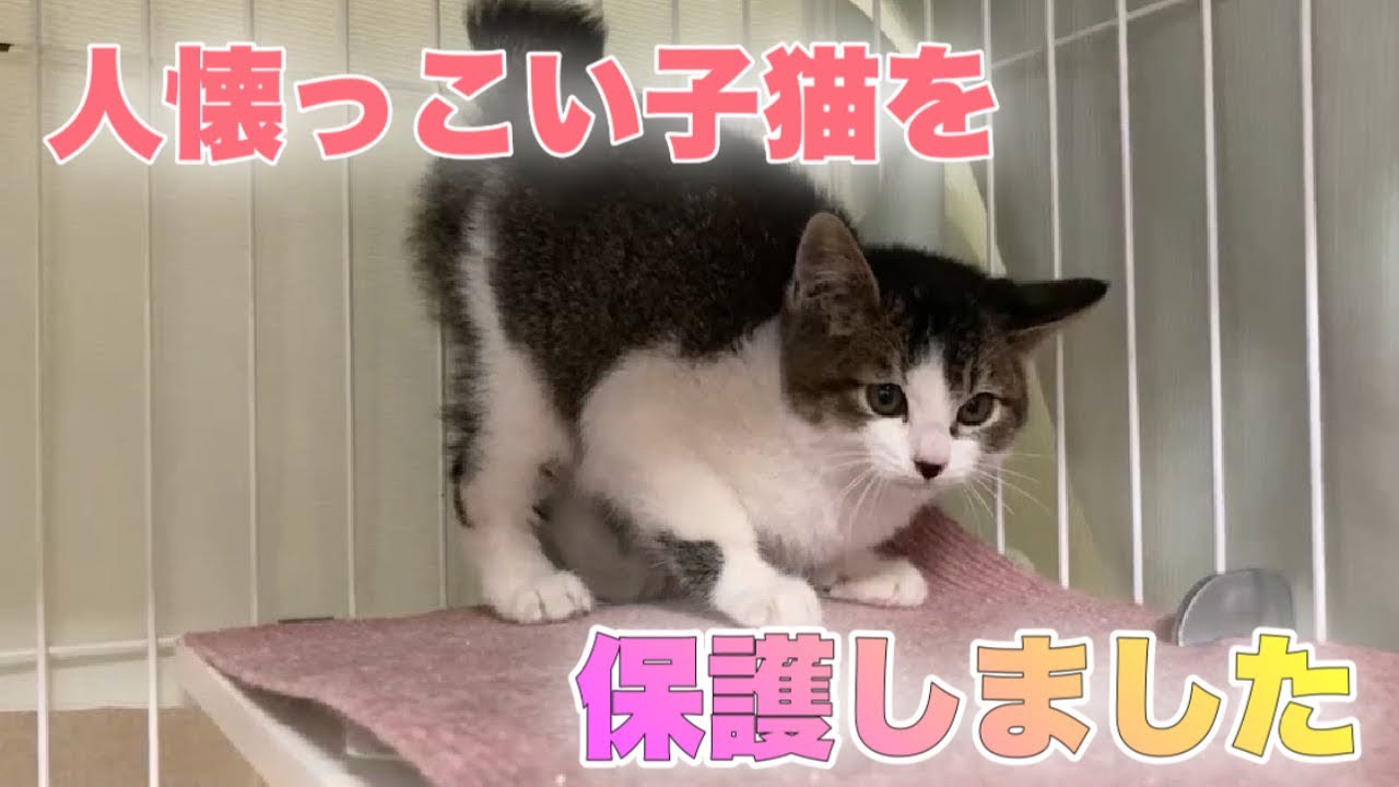 生後2ヶ月半の子猫を保護するもゴロゴロ言って甘えてる！？【We rescued a kitten】