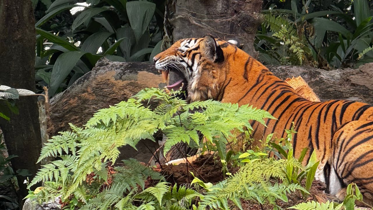 Singapore Zoo with kids🤍