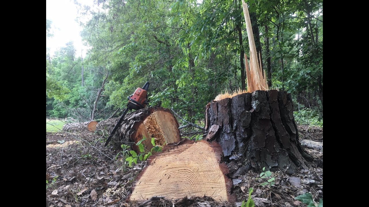 Felling and milling a pine tree