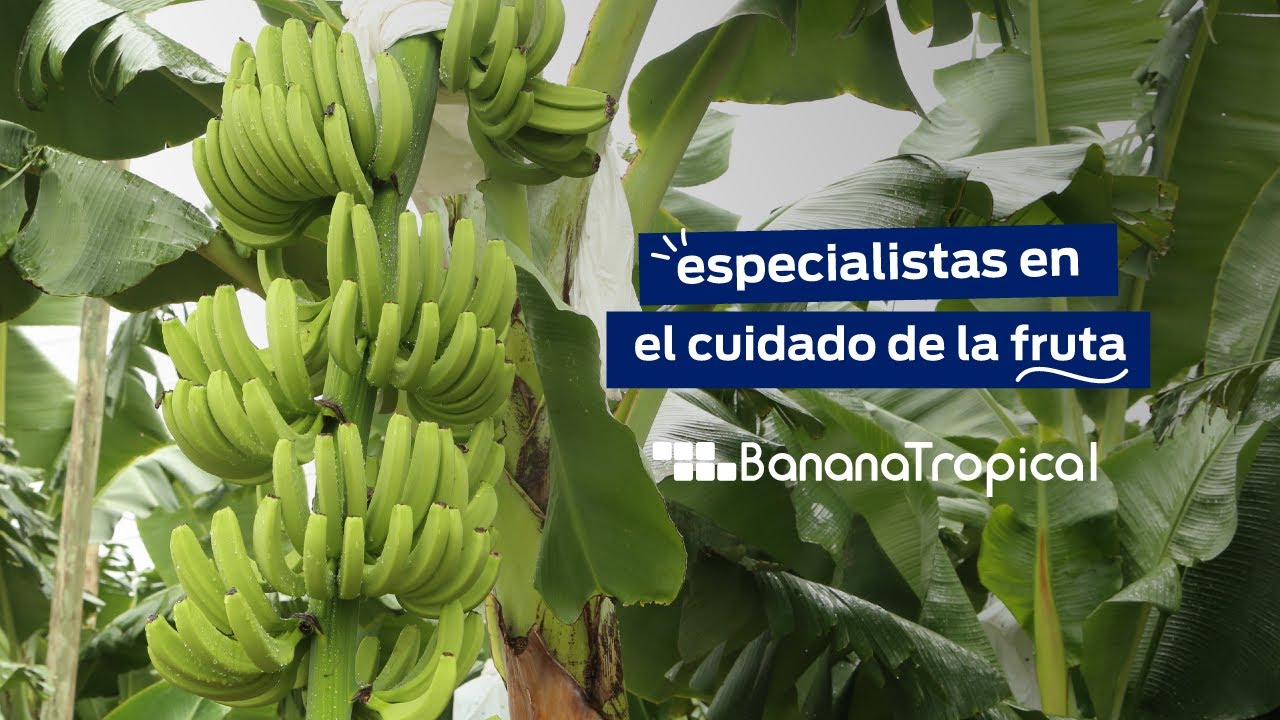 Banana Nacional bajo cubierta en Salta