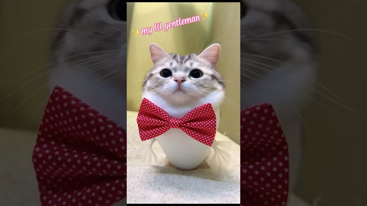 My cutie meowfish🐱🐡 #cat #cute #meow #ai #catshorts #cutecat #meowfish