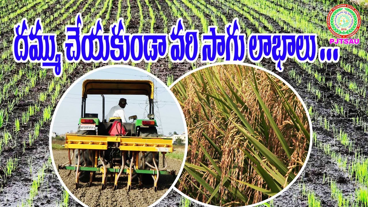 దమ్ము చేయకుండా నేరుగా విత్తి వరి సాగు - Dry Direct Seeded Rice  II PJTSAU II