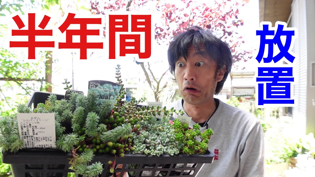 【これは。。。】セダムを半年放置した結果　　【園芸超人カーメン君】