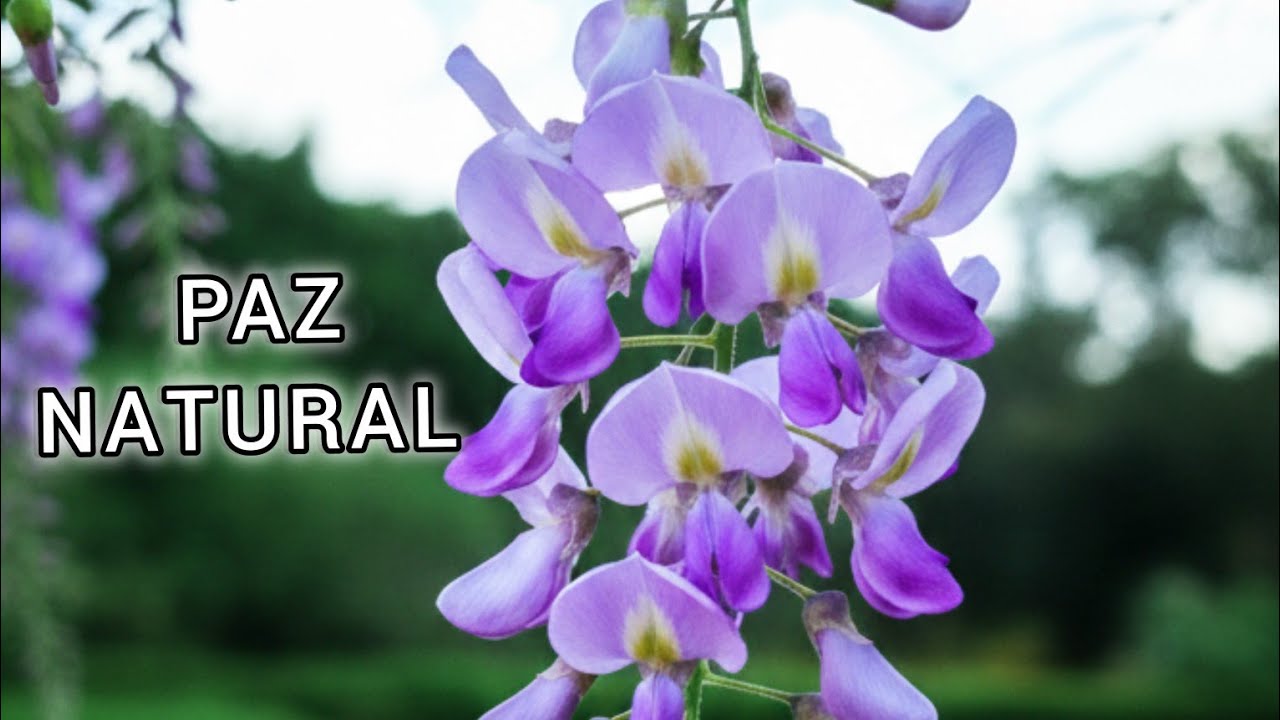 Naturaleza Viva: Sonidos de Árbol de Madreado con su Flor | Relajación Tropical