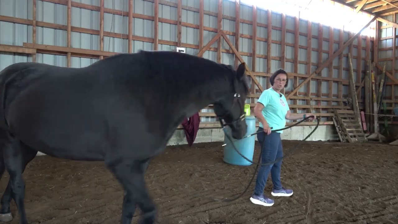 Ton cheval a peur de la remorque, passage étroit