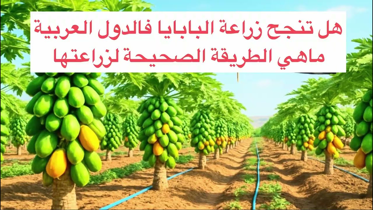زراعة البابايا من البذرة حتى الحصاد | دليل المزارع الذكي