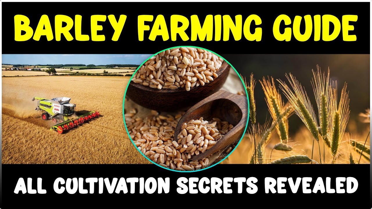 Barley Farming: Cultivation Secrets Revealed