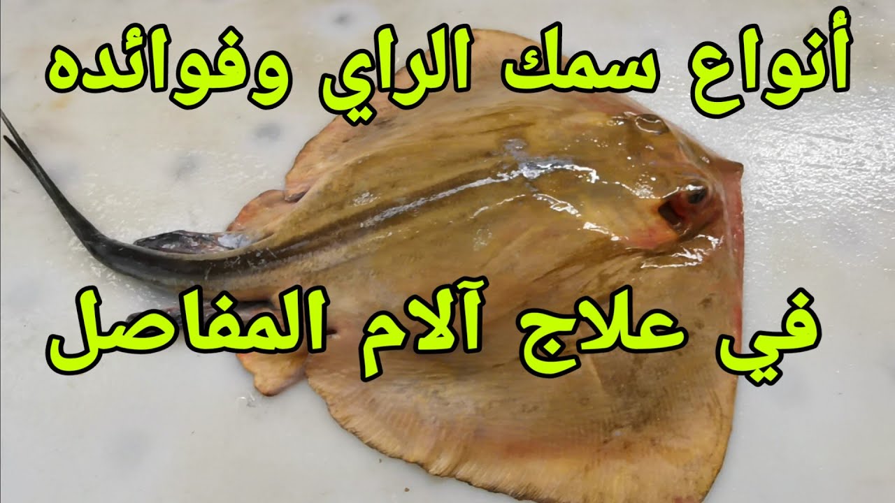 سمك الراية فوائده وأنواعه وأثمنته Poisson Raie et Faux Raie