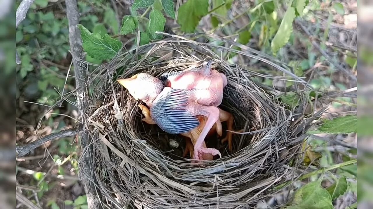 The cuckoo is pushing the baby bird again; it's so young and already so mean. #Cuckoo#agentcuckoo 