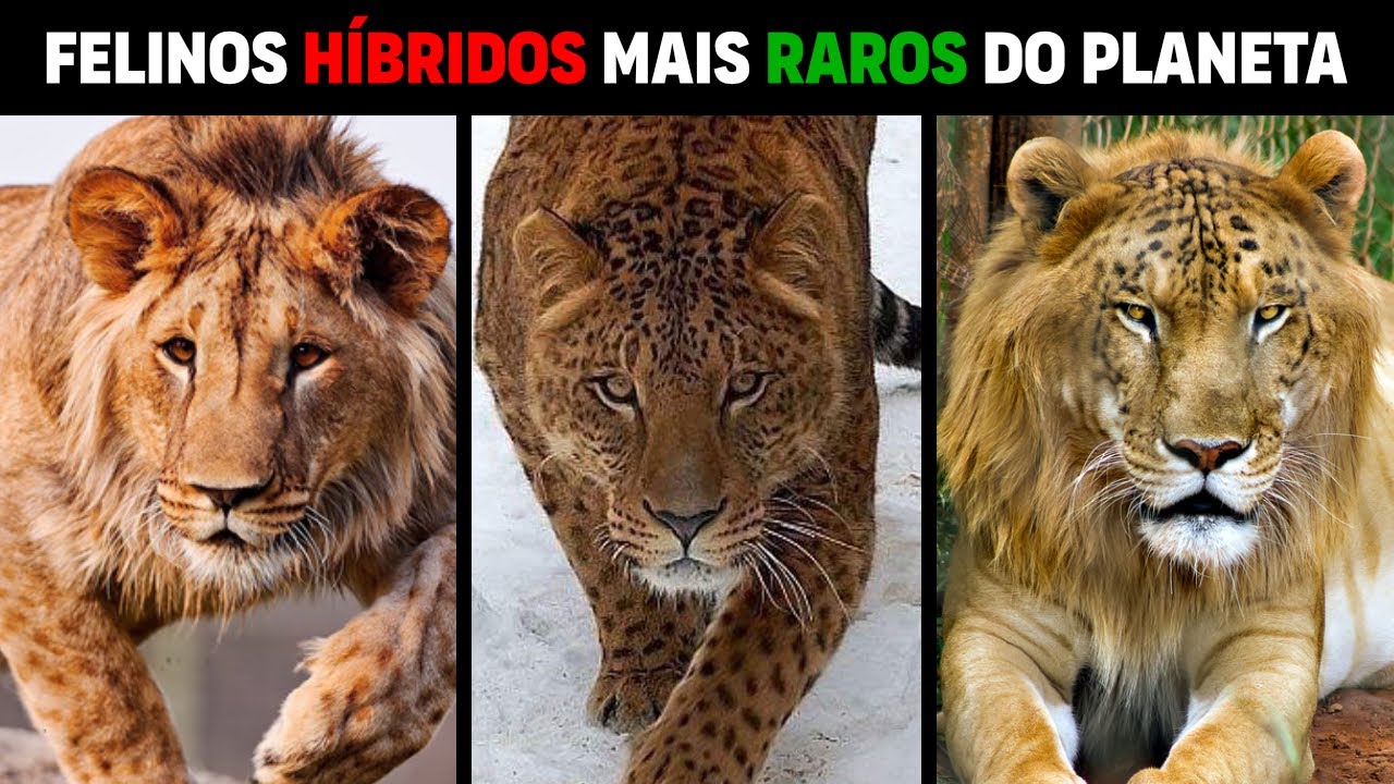 5 Felinos Híbridos MAIS RAROS do Mundo
