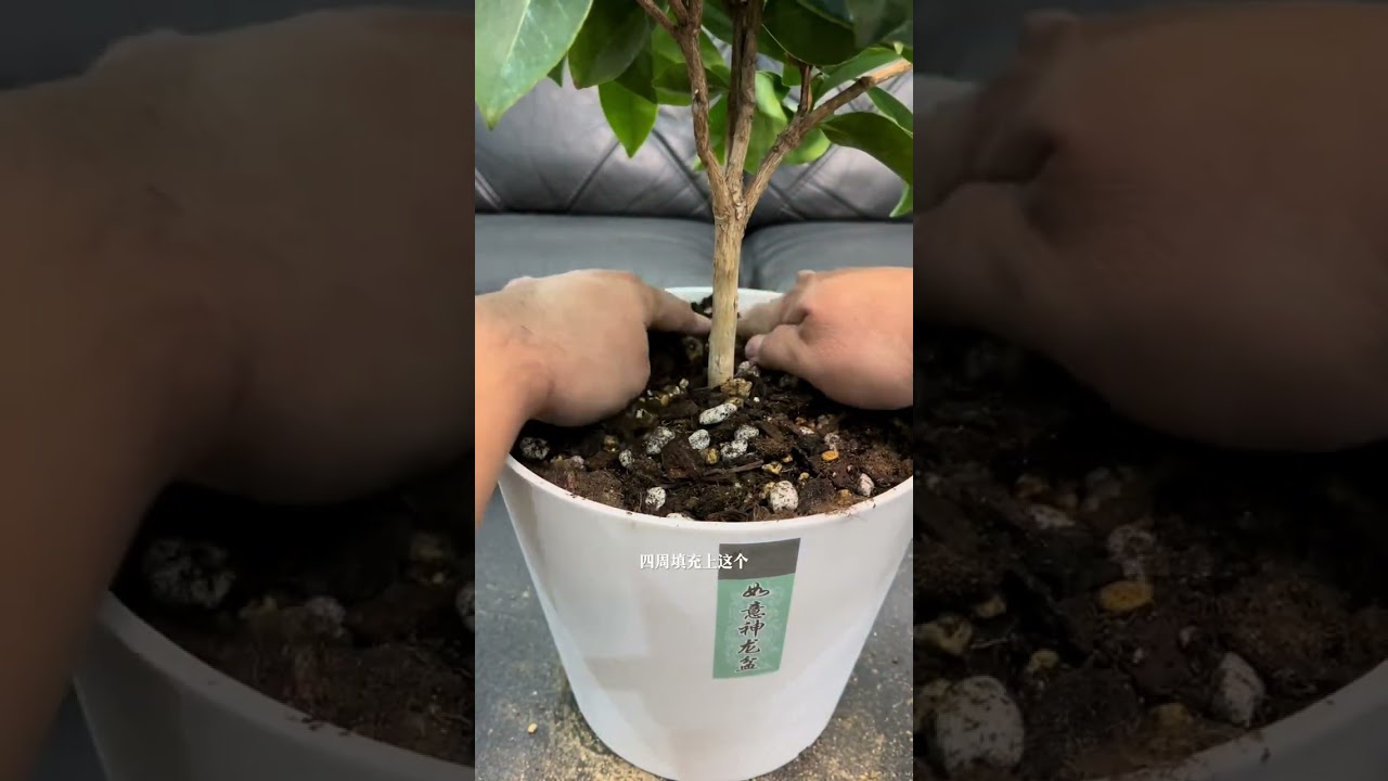 尤其养护一段时间，且稳定的植物，当发生植物僵住，新叶片黄化等，首先不要盲目治疗，补充喷洒各种铁或💊，一通盲目折腾，很可能就把你的植物折腾挂了，最简单的办法就是换盆，改善盆土环境，大部分植物叶片问题