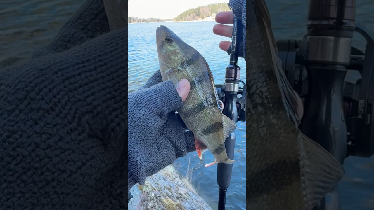 Едовой размер #рыбалка #fishing