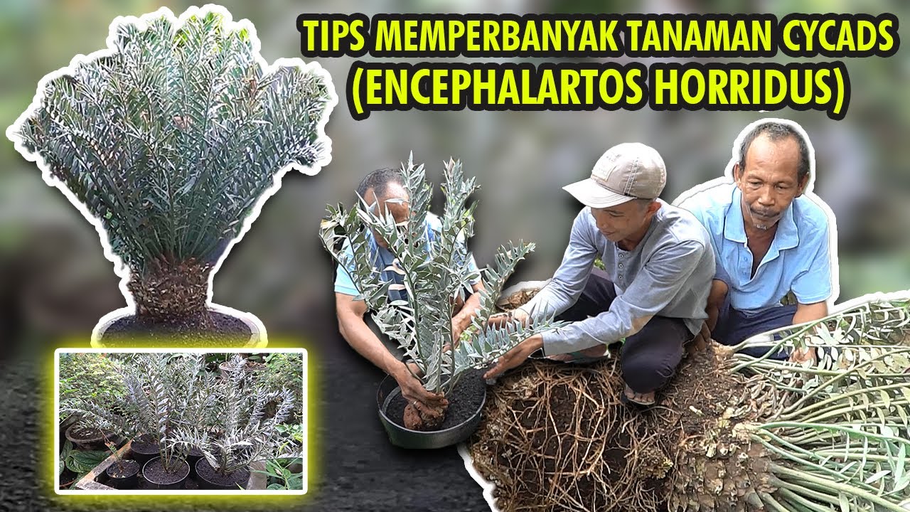 TIPS MEMPERBANYAK ENCEPHALARTOS HORRIDUS | TANAMAN CYCADS