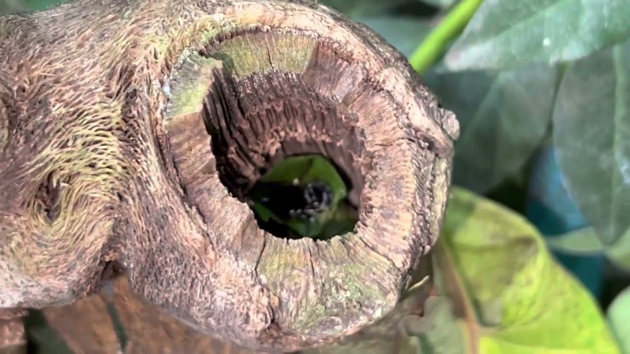 Leafcutter Bee making a nest