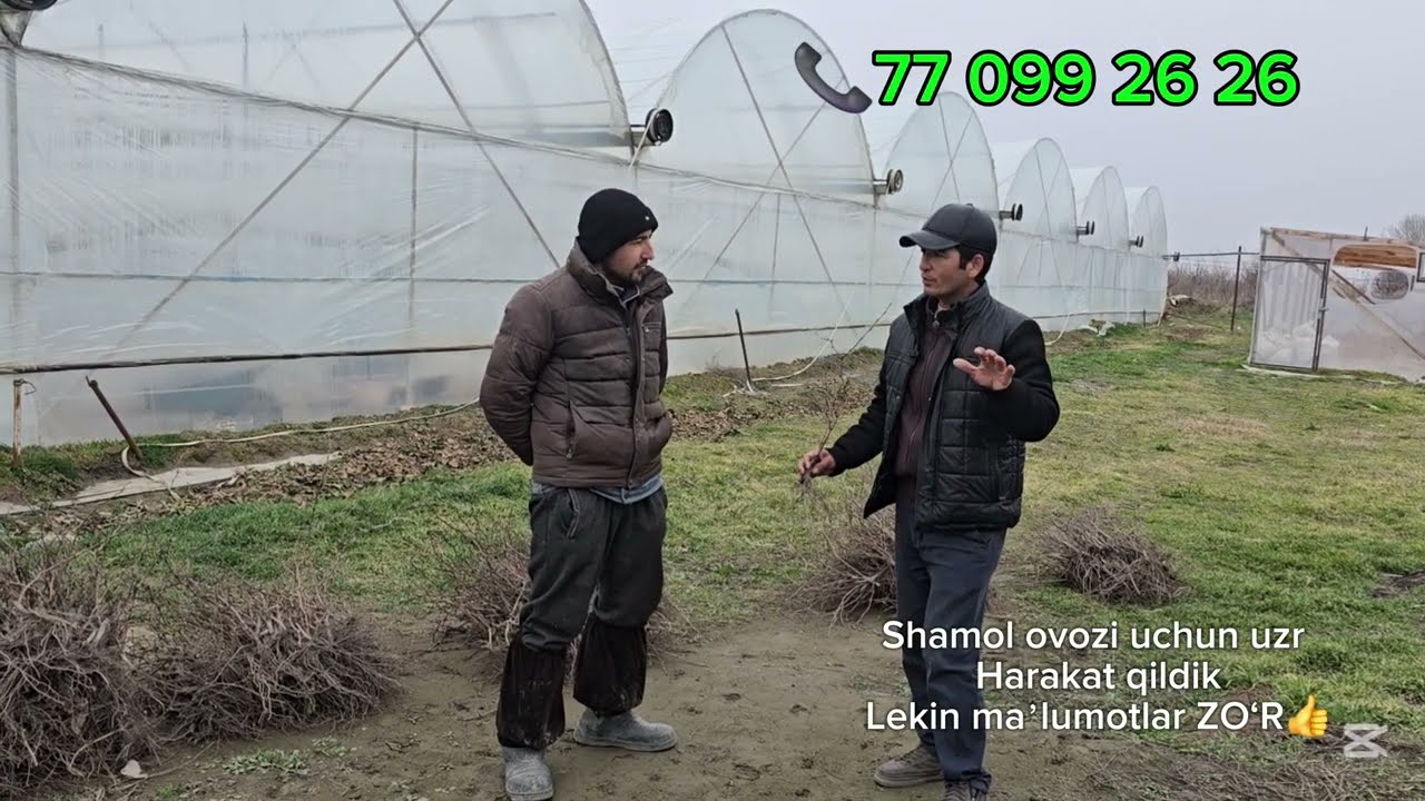 Корейслар узумчиликда 100 йил олдинда! Биз нима қилишимиз керак?