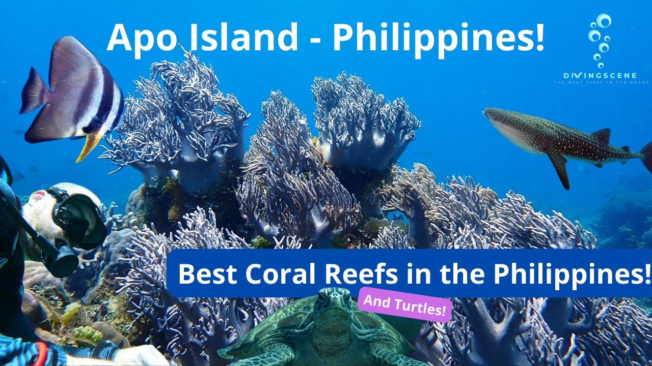 Apo Island Scuba Diving - Best Coral Reefs & Turtles in Asia?!