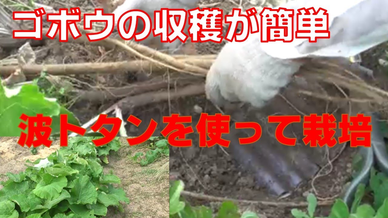 ゴボウ栽培は、波トタンを使うと収穫が簡単です