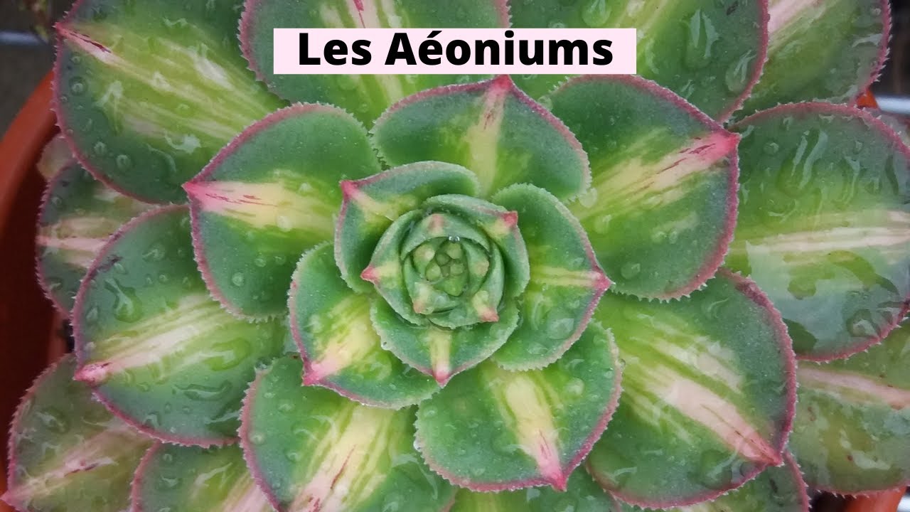 Culture et entretien des Aéoniums / Succulentes 😊