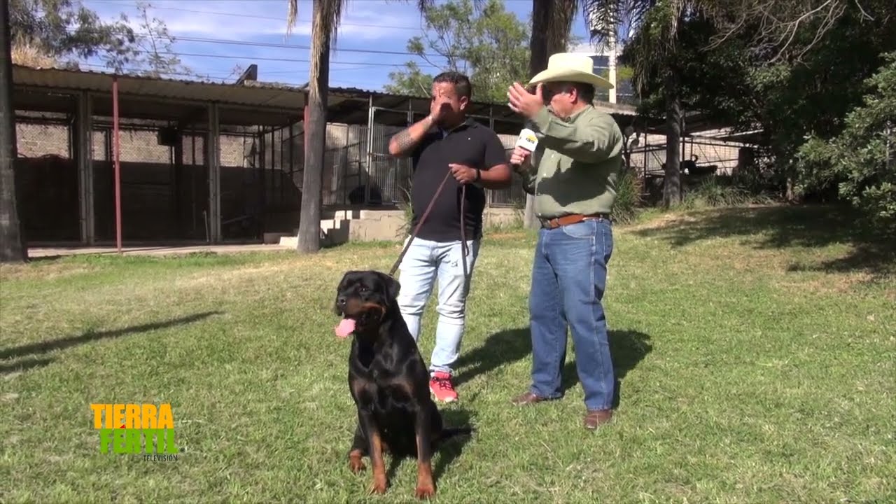 Tierra Fértil Tv- Escuela de entrenamiento canino en la raza Rottweiler (12.12.20)