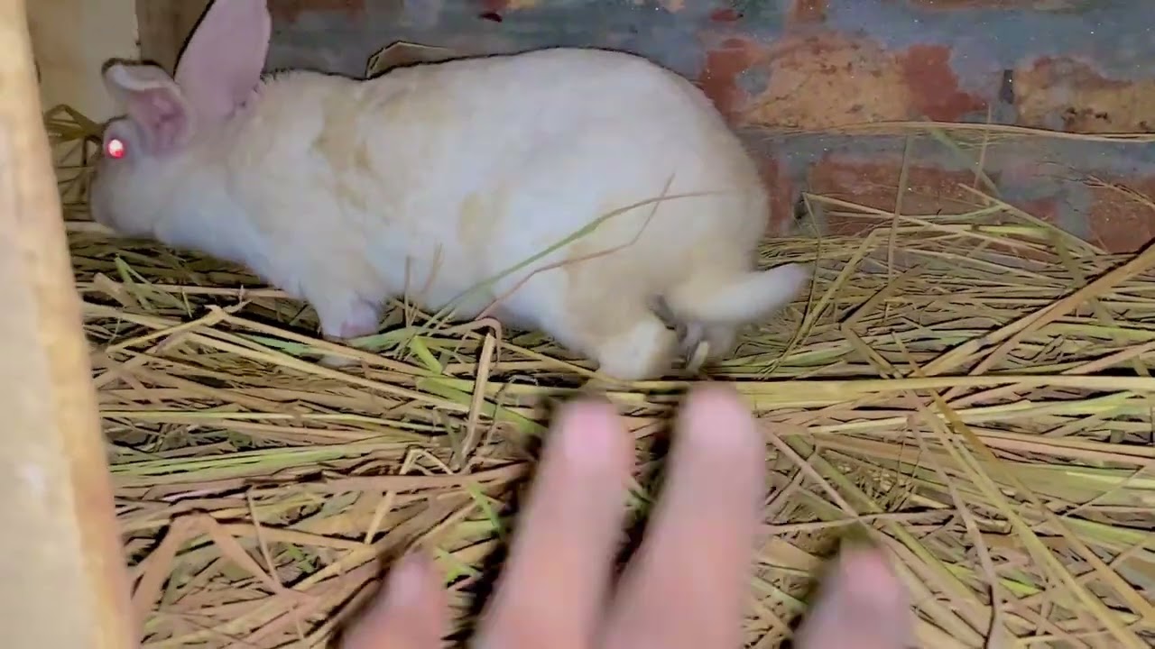 Rabbits ko cage m sheft kar deya aj 🐇🐇🐰🐰