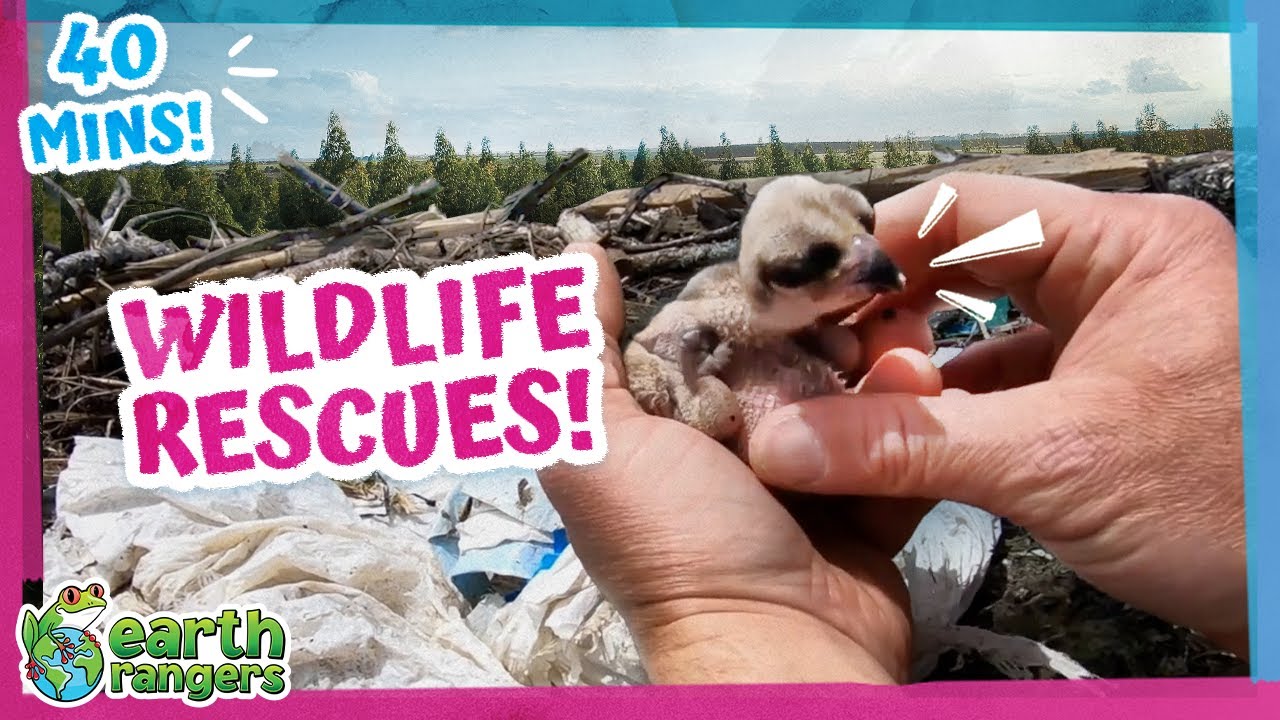 40 минут самых удивительных спасений диких животных! | Earth Rangers