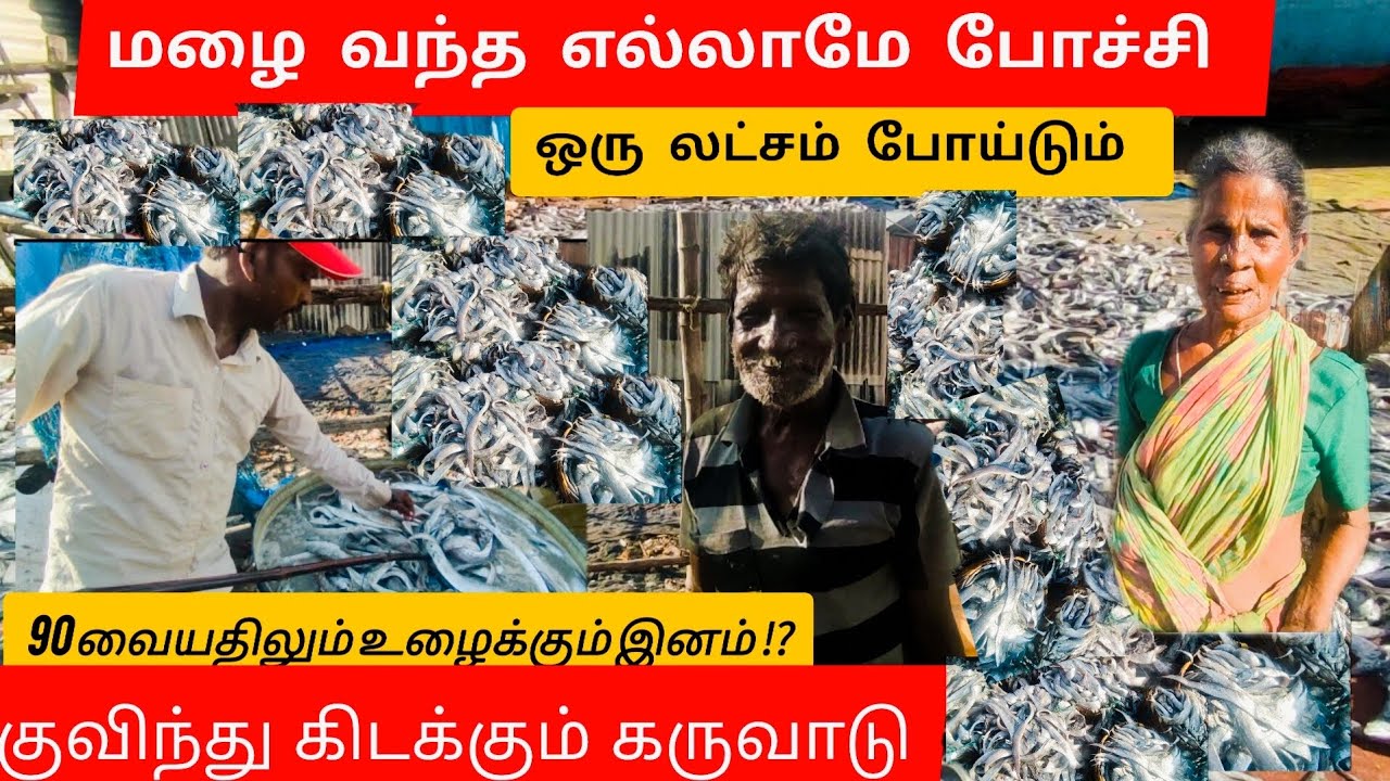 Chennai Kasimedu Karuvadu | தயாரிப்போரின் வாழ்க்கை 90 வயதில் அசராமல் உழைக்கும் மக்கள்