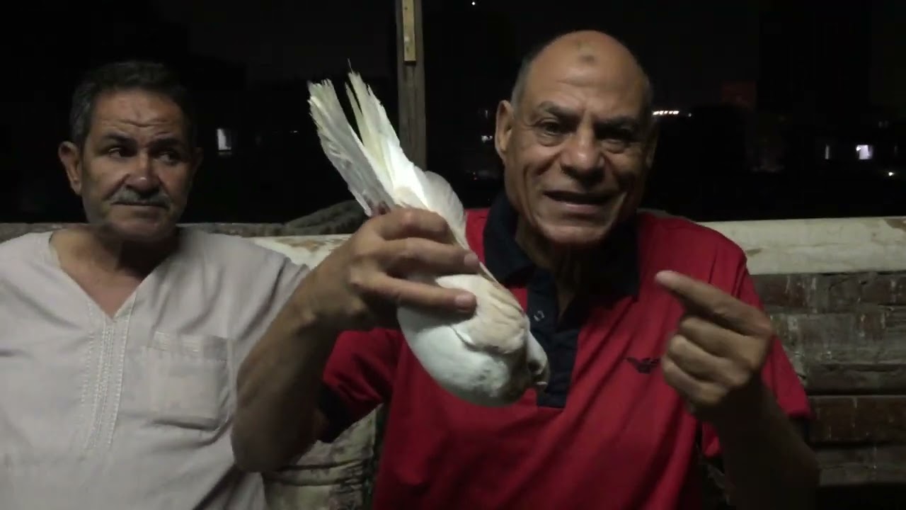 الحمام الغرار.  كتر خير الغاوي. اللي ثابت علي غيته. ومستمر