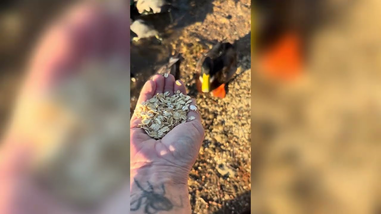 Feeding ducks at Bonneli Park 🦆